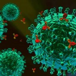 为新冠疫苗“寻师问道”——解读首个新冠病毒表面蛋白结合人抗体的分子结构 | Nature and You